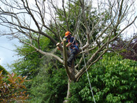 Tree Surgery in action!